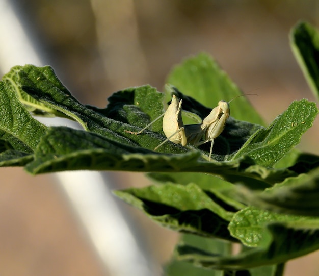 Closeup of a praying mantis on a green leaf