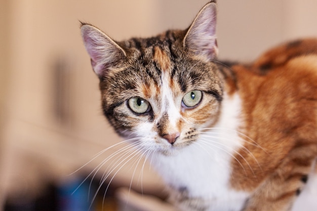 Closeup of a profile of a pet cat with wide bright eyes