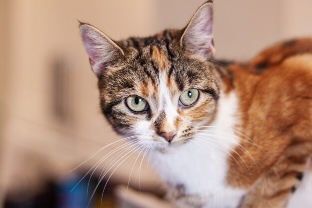 Closeup of a profile of a pet cat with wide bright eyes