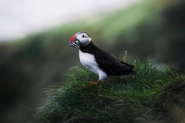 Closeup of a puffin with fish in its beak