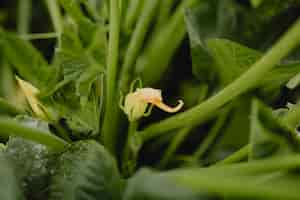 Free photo closeup of a pumpkin flower