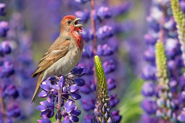 Closeup of a purple finch on lupine in a field under the sunlight
