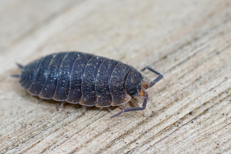 Free Photo closeup of a purple form of the  common rough woodlouse , porcel