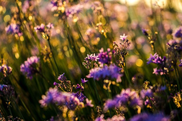 Крупным планом фиолетовые цветы с лепестками