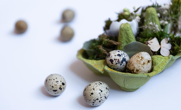 Closeup quail eggs in a tray easter holiday concept