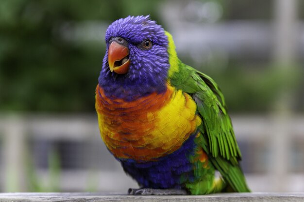 Closeup of a rainbow Loriini sitting on a wooden plank