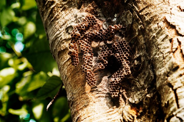 Closeup of real bee hive on tree bark
