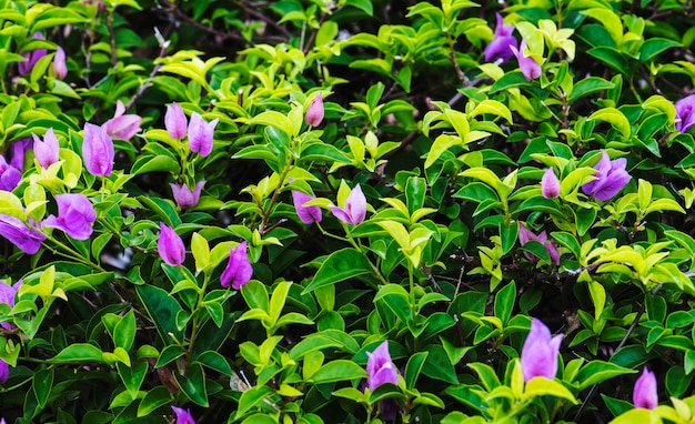 本物の植物の葉のクローズアップ