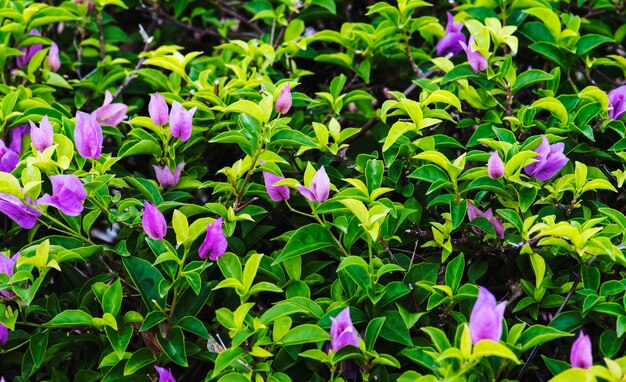 Closeup of real nature plant leaves