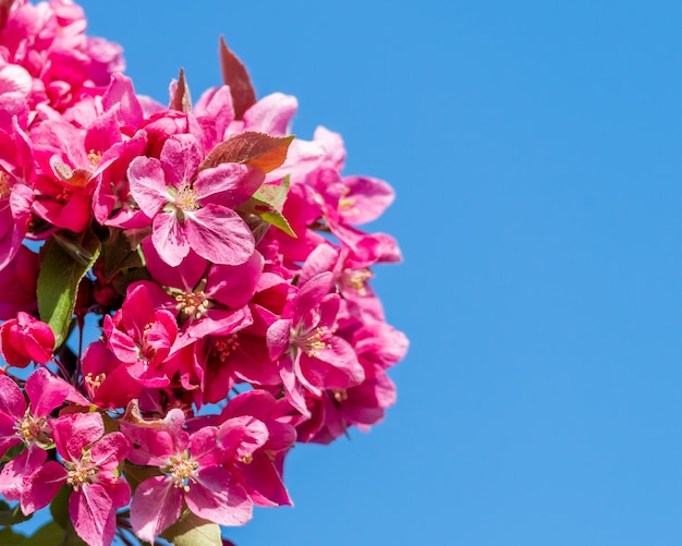 Closeup of red apple tree flowers under the sunlight and a blue sky at daytime
