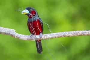 Foto gratuita primo piano di un uccello rosso su un ramo in sepilok park, borneo island