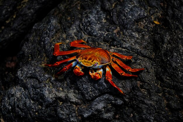 Closeup of a red crab with pink eyes resting on a rock