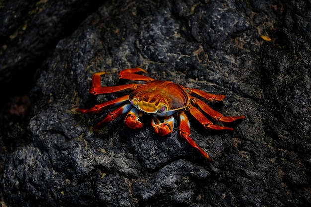 Closeup of a red crab with pink eyes resting on a rock