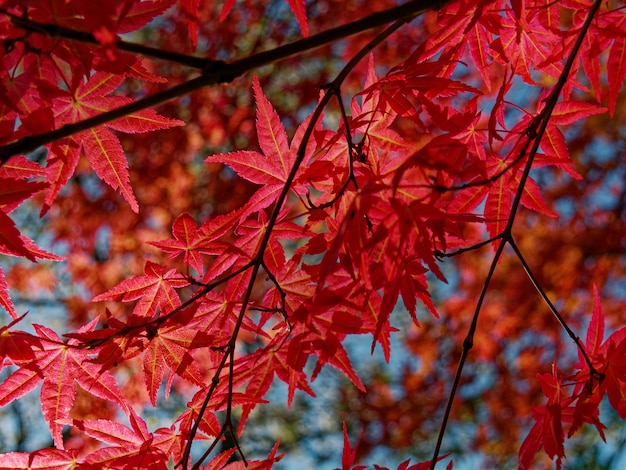 붉은 황제 단풍 나무의 근접 촬영