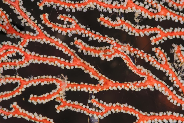 근접 촬영 빨간 팬 산호