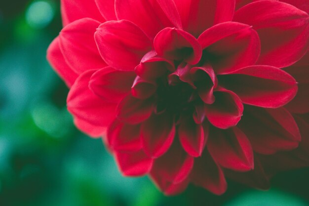 Free photo closeup red flower