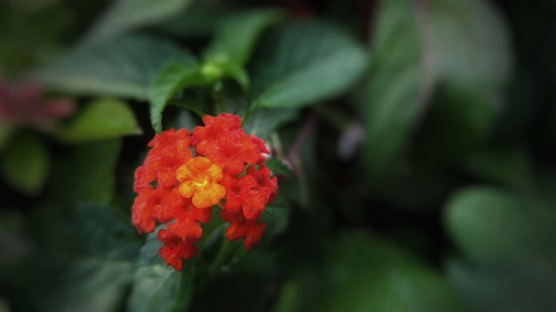 Closeup of a red flower