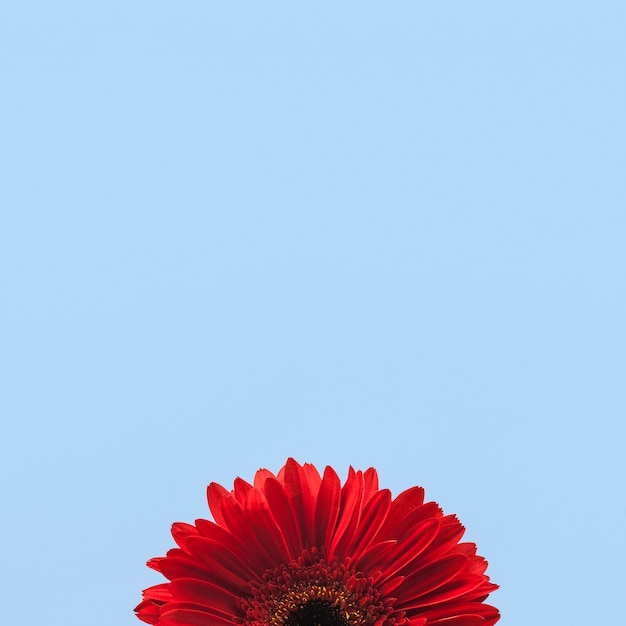 Closeup of a red flower