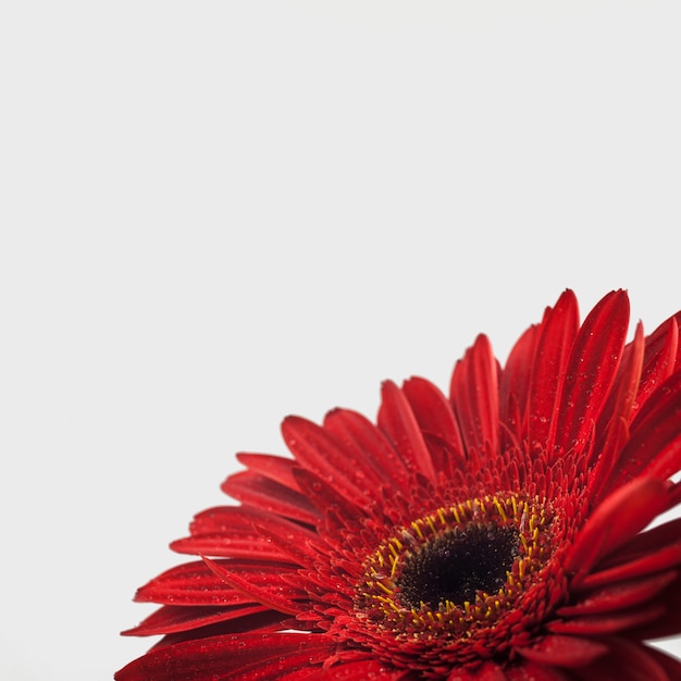 Closeup of a red flower