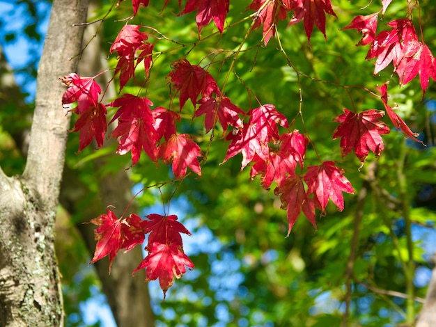 Closeup of red leaves on tree branches with trees
