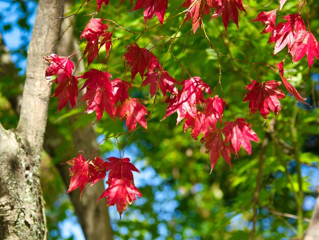 Closeup of red leaves on tree branches with trees