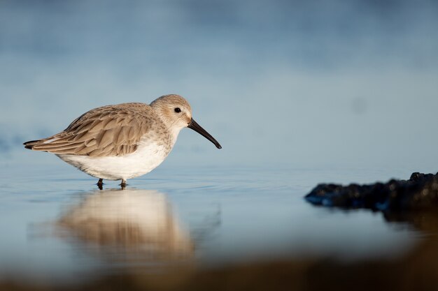 Closeup of red-necked stints wading on the sea shore against a blurry background