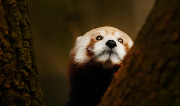 Closeup red panda climbing a tree