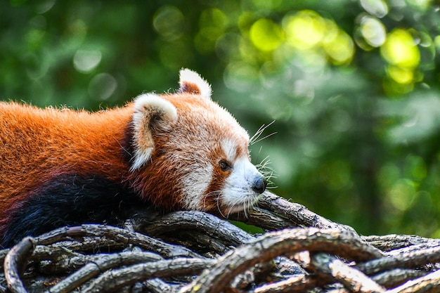 흐릿한 배경을 가진 동물원의 마른 나뭇가지에 있는 붉은 팬더의 근접 촬영