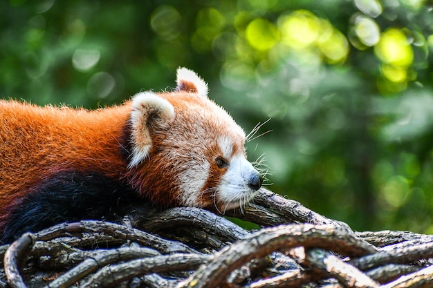 Closeup of a red panda on dried branches in a zoo with a blurry background