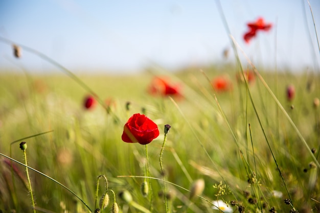Closeup  of red poppies in the field