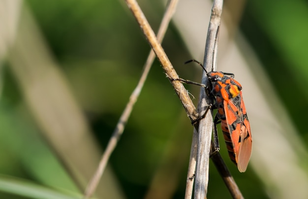 Closeup of a red soldier bug on dried branches in a field under the sunlight in Malta