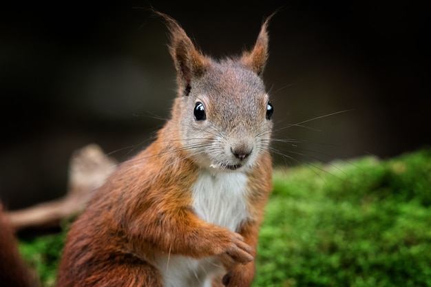 Closeup of a red squirrel in a forest surrounded by greenery with a blurry background