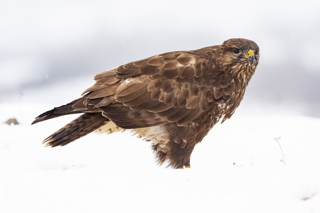 Closeup of a red-tailed hawk standing on the ground covered in the snow at daytime