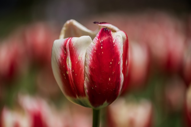 Closeup of a red and white tulip in a field with a blurry background