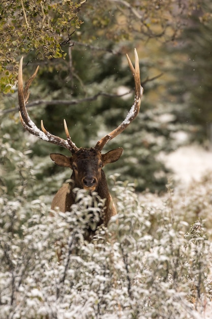 Closeup of a resting elk, an animal, and winter nature scenery