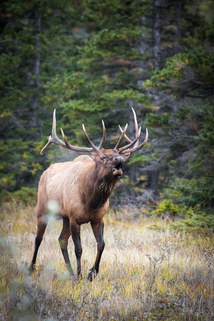 Closeup of a resting elk and picturesque nature scenery