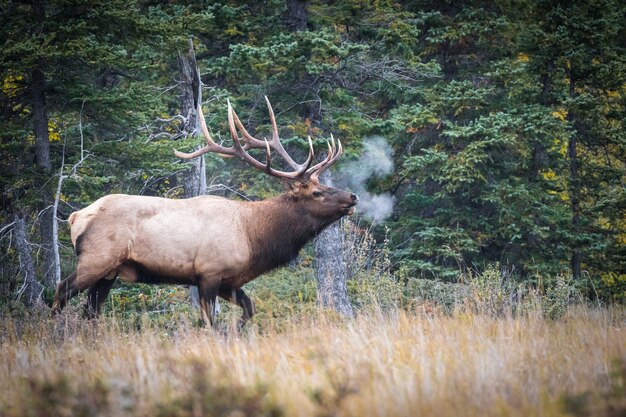 Closeup of a resting elk and picturesque nature scenery