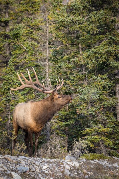 Closeup of a resting elk and picturesque nature scenery