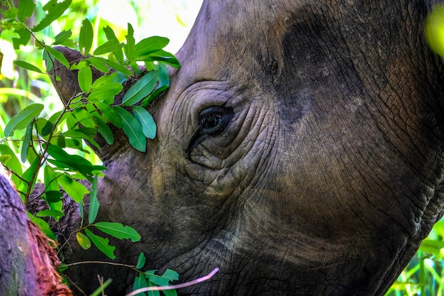 Closeup of a rhino near a tree