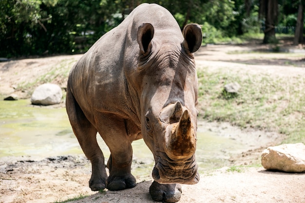 동물원에서 코뿔소의 근접 촬영