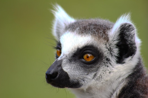 Closeup of a Ringtailed lemur in a field in the daylight with a blurry backgro