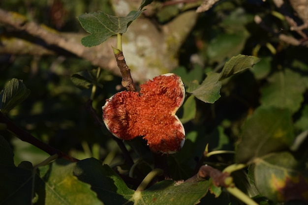 Closeup of an over-ripe fig on tree under the sunlight