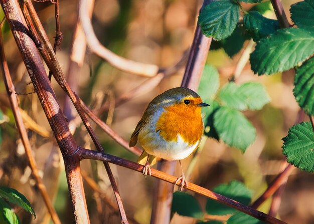 Closeup of a robin perched on a tree branch in a forest