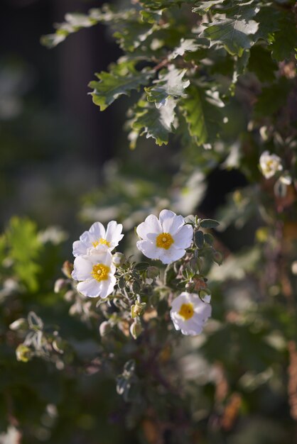 Closeup of rosa arvensis in a garden surrounded by greenery under sunlight with a blurry background