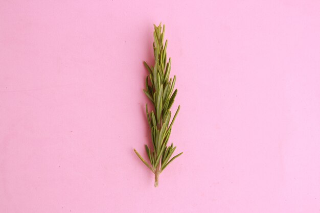 Closeup of rosemary on a pink-colored surface