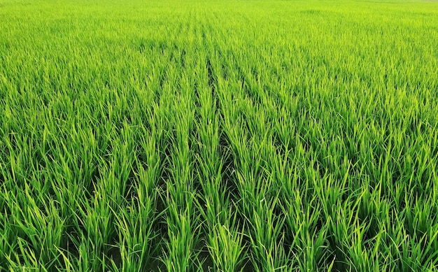 Closeup of rows of rice plants at a vast field