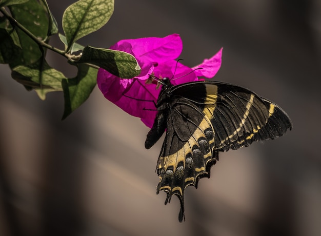 보라색 꽃에 왕 나비의 근접 촬영