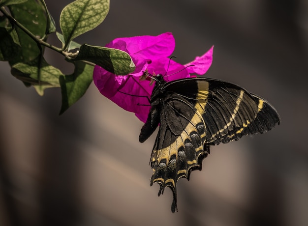 紫色の花の上の王室の蝶のクローズアップ