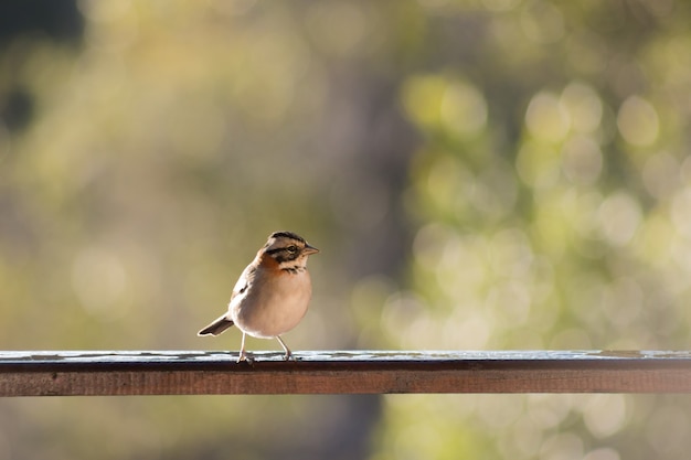 Free photo closeup of a rufous-collared sparrow standing on a wooden fence in a field under the sunlight