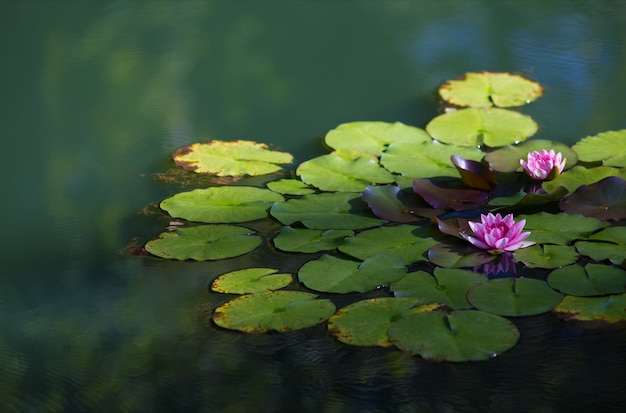 Closeup of sacred lotuses on a lake under sunlight with a blurry background